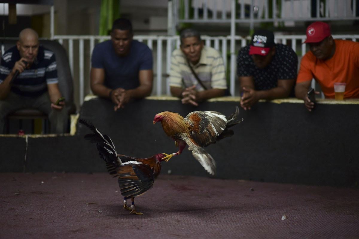 cockfighting law Georgia police